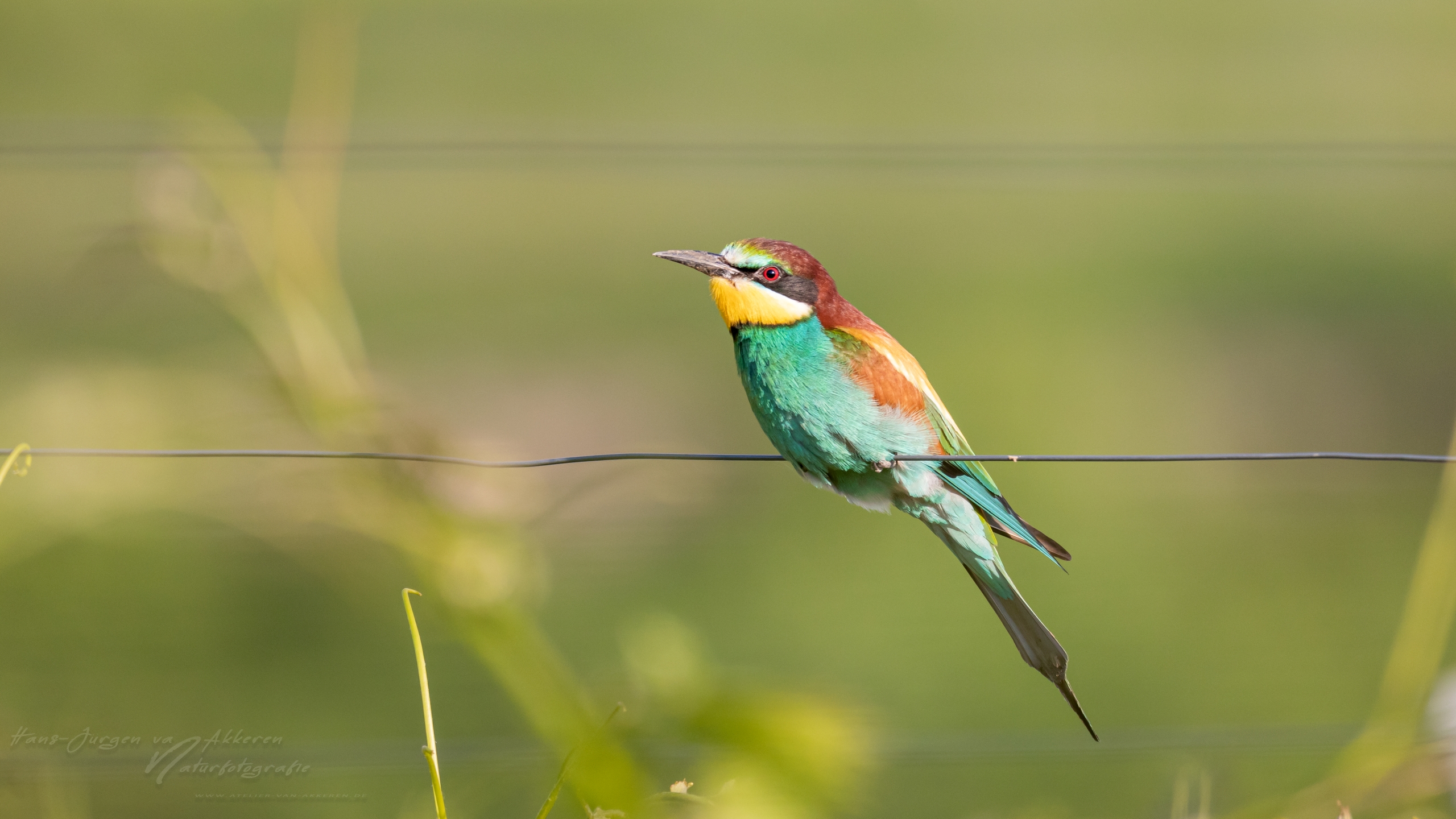 Bienenfresser oberhalb von Hecklingen